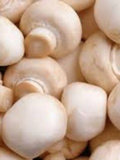 mushroom mushroom