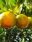 bergamot2 bergamot2