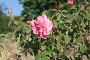 turkish roses