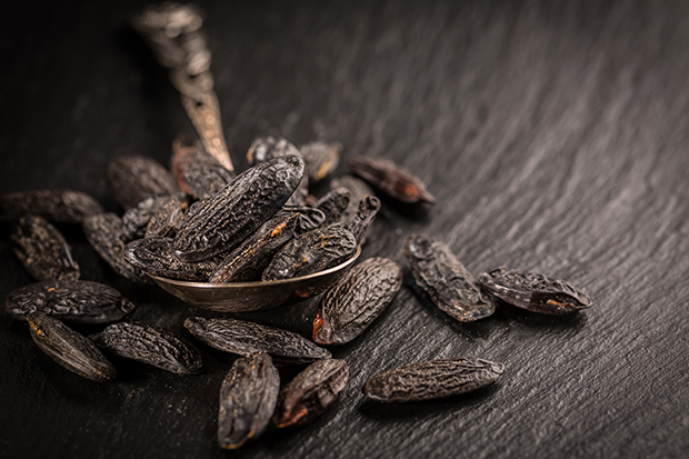 Essential Oil Made From Tonka Beans Stock Photo - Download Image Now - Tonka  Bean, Perfume, Scented - iStock