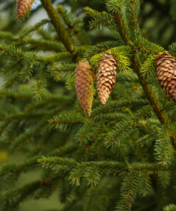 Spruce Oil Special (Vigon)