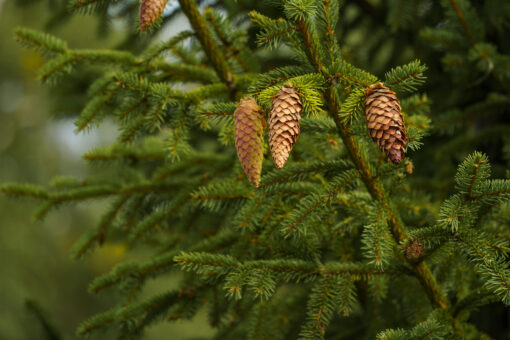 Spruce Oil Special (Vigon)
